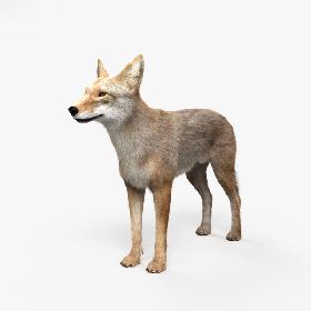 3D model Coyote HD